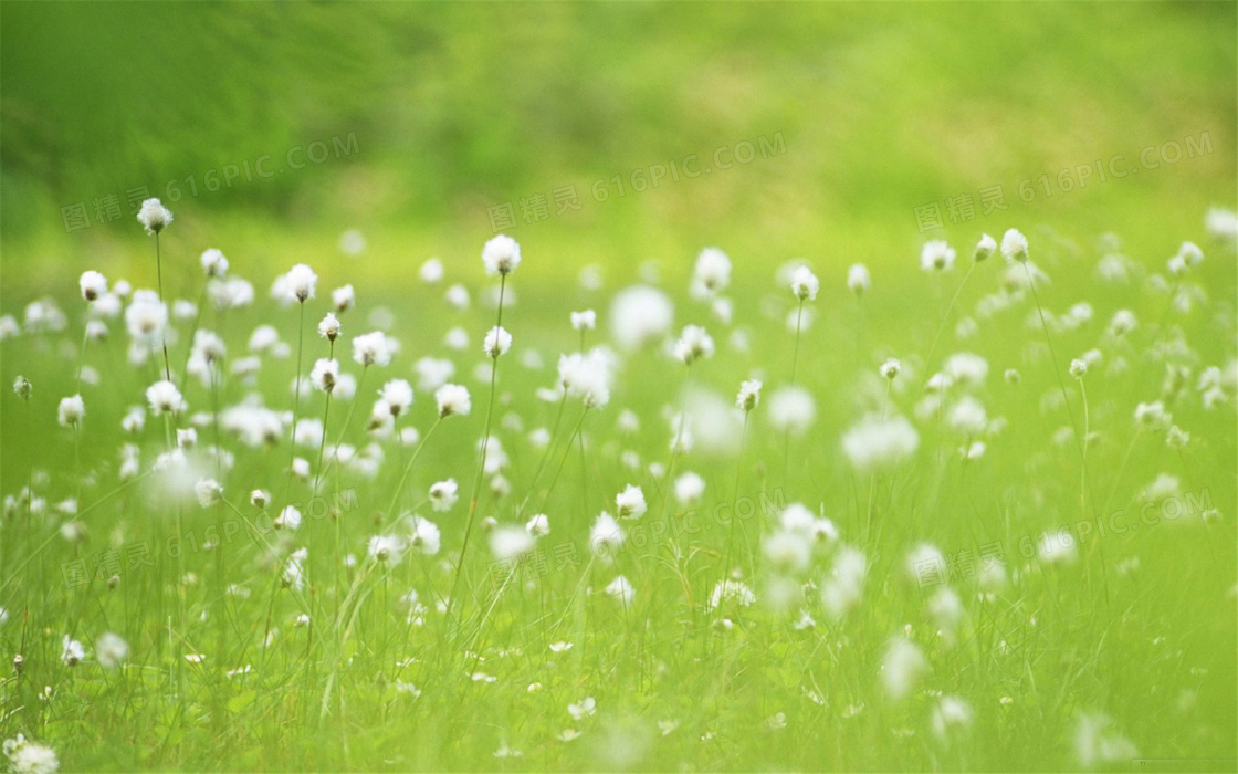 绿色草丛中的小白花摄影图片