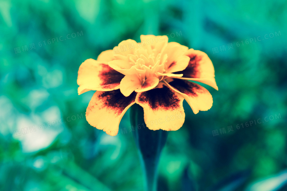 盛开的万寿菊花朵摄影图片