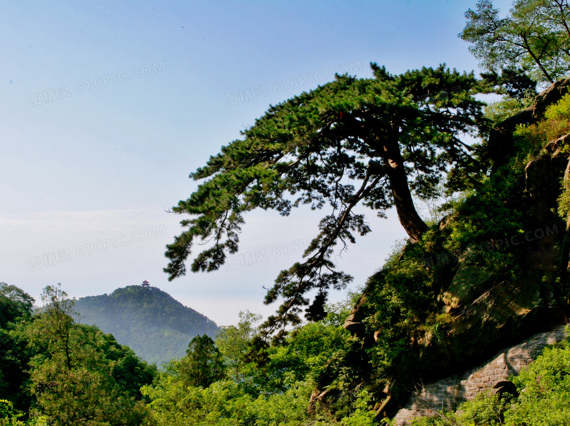 黄山十大名松图册_360百科