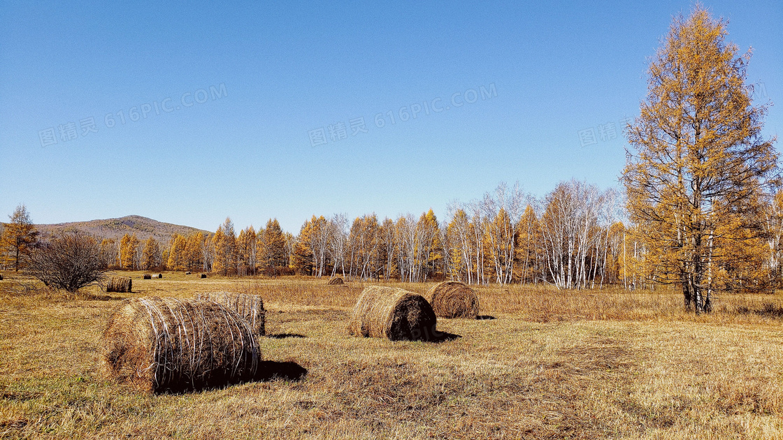 秋季蓝天下的草堆和树林摄影图片