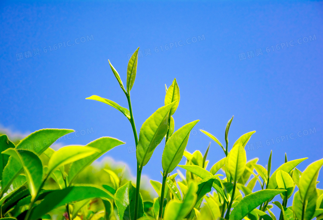 蓝天下的植物幼苗高清摄影图片