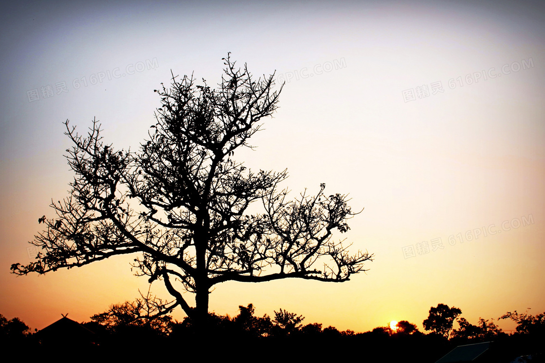 夕阳下的树木剪影高清摄影图片