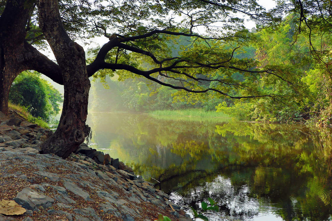 池塘边的大树美景摄影图片