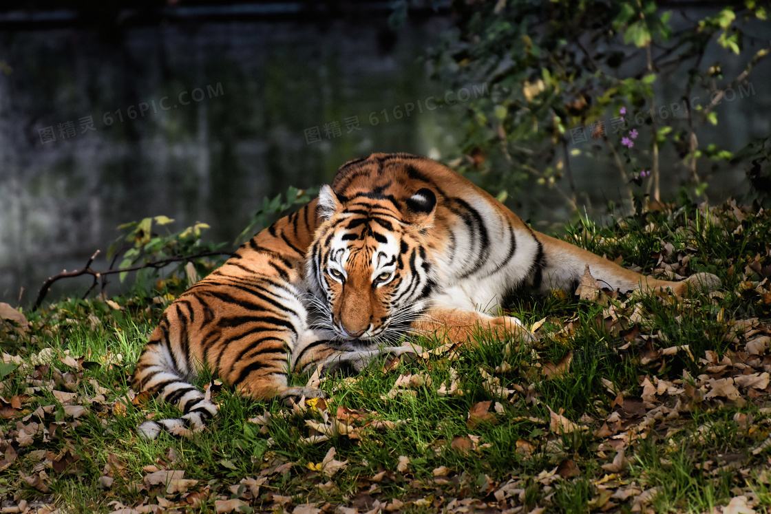 草地上休憩的一只老虎摄影高清图片