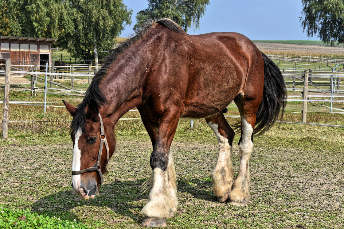 在低头吃着草的枣红色马匹摄影图片