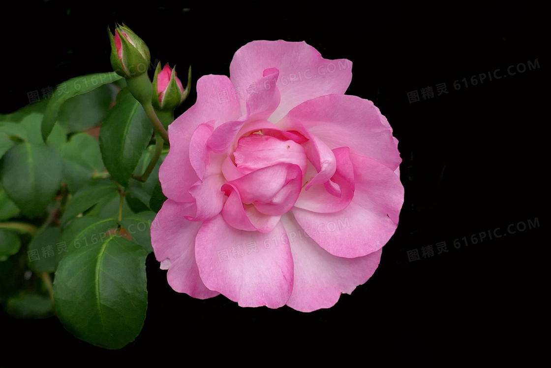 花苞与粉红色的玫瑰花特写摄影图片