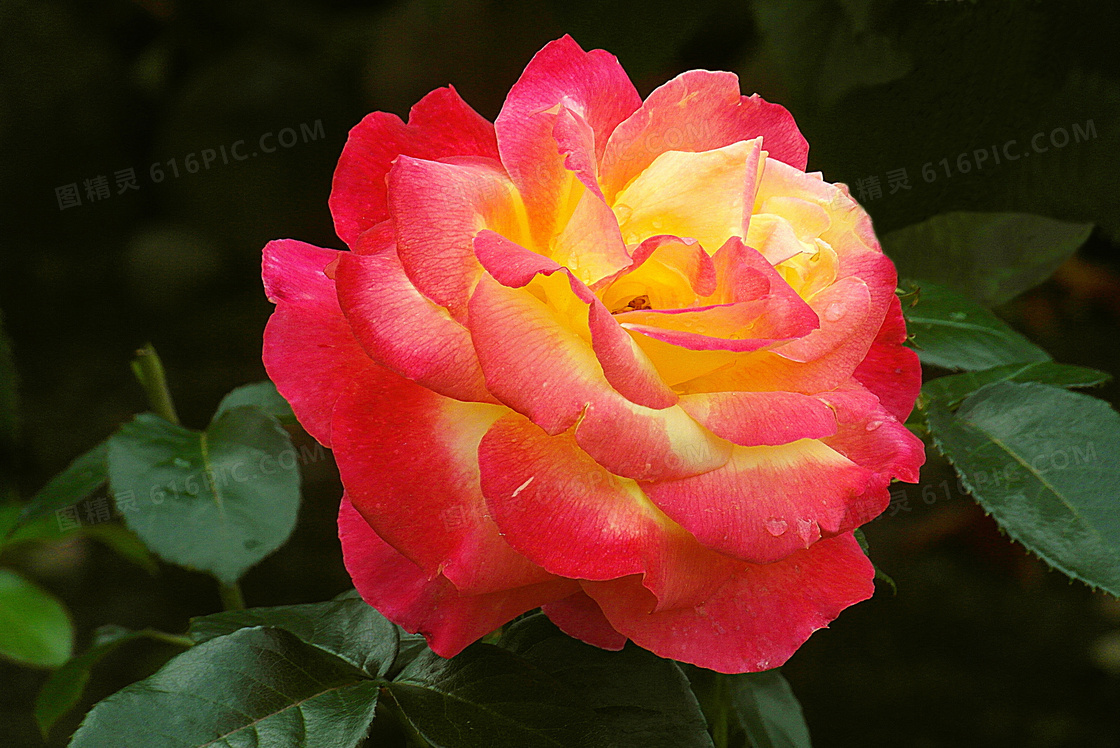 绿叶红色花的玫瑰特写摄影高清图片