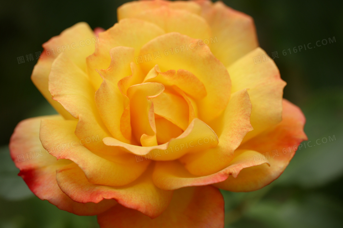 花期盛开的玫瑰花特写摄影高清图片