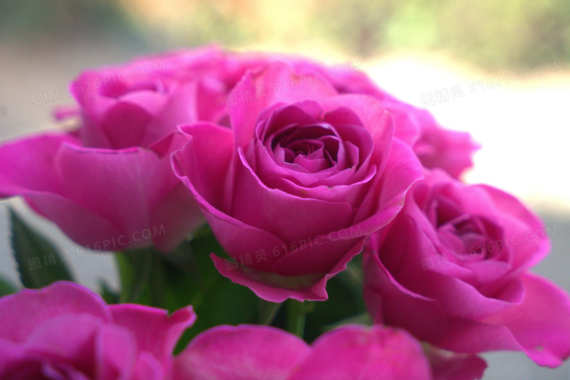 色彩艳丽的玫瑰花特写摄影高清图片