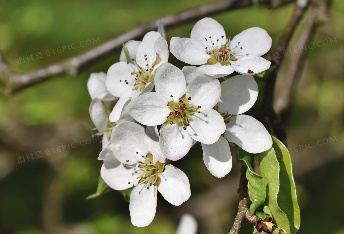 开在枝头上的白色花朵特写高清图片