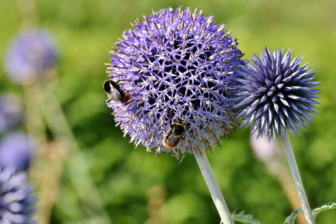 被蜜蜂造访的紫色花球摄影高清图片