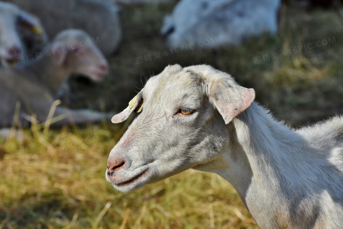 畜牧养殖场里的羊特写摄影高清图片