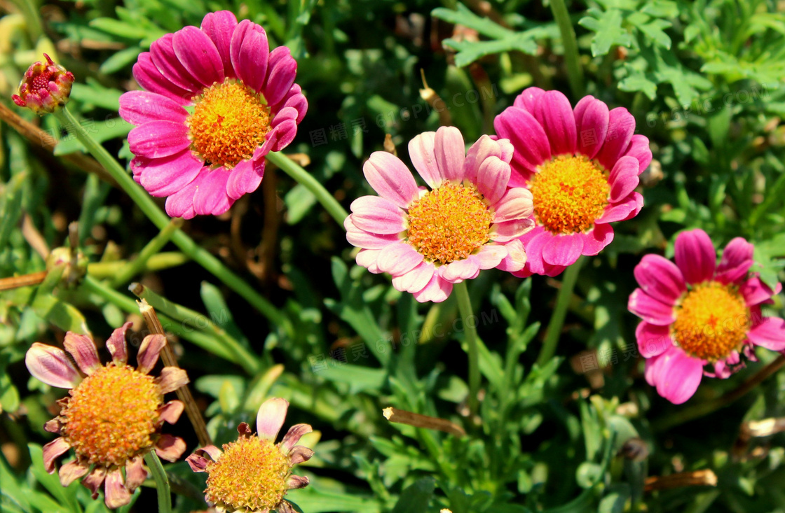 花期绽放与枯萎的花朵摄影高清图片