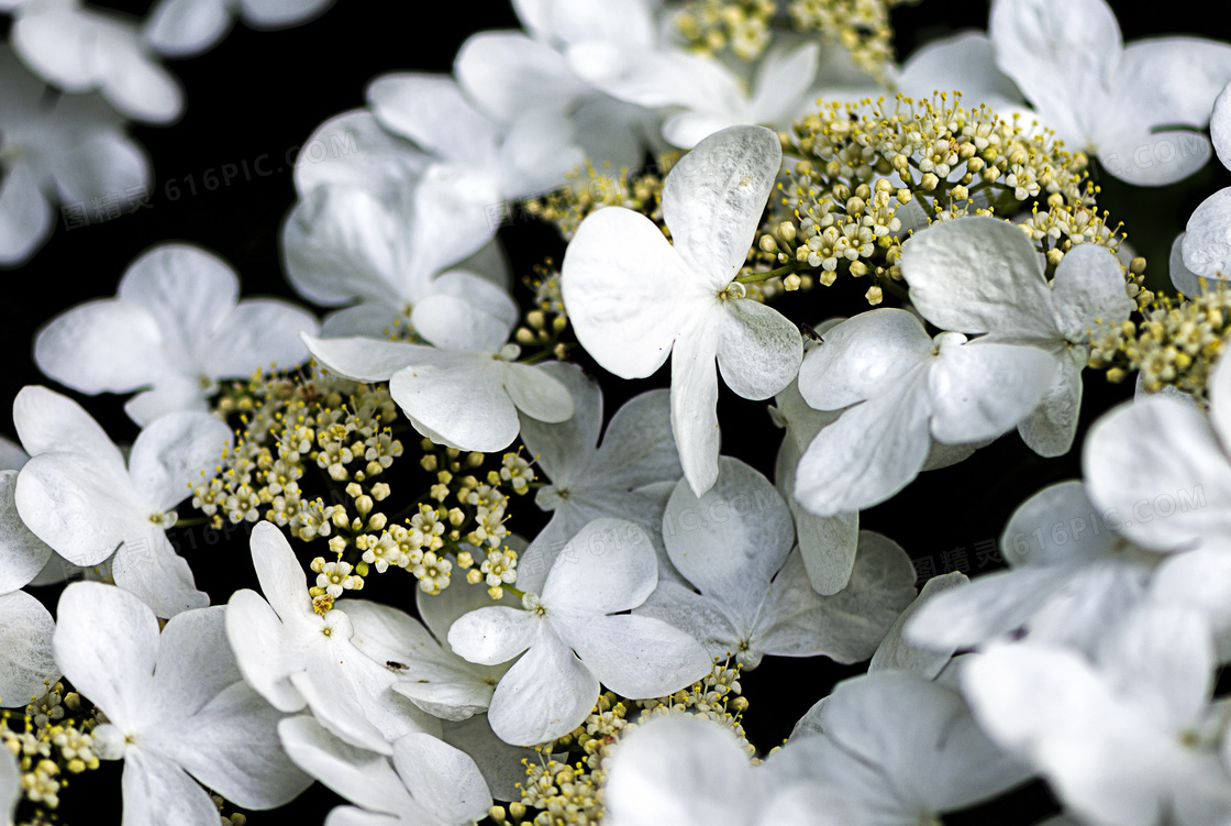 绽放出白色小花的植物特写高清图片