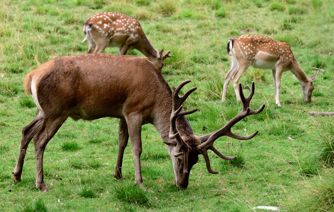 在草地上觅食的一群鹿摄影高清图片