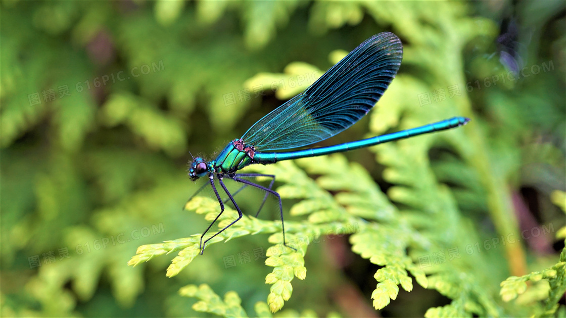 绿叶植物上的蜻蜓特写摄影高清图片