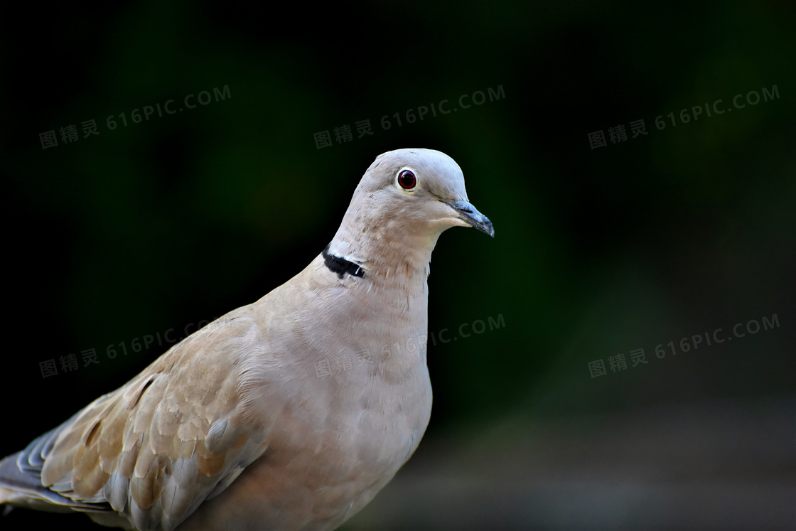 黑色背景灰色鸽子特写摄影高清图片