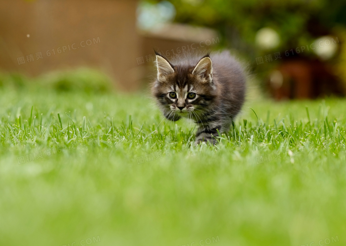 青草地上的一只小猫咪特写高清图片