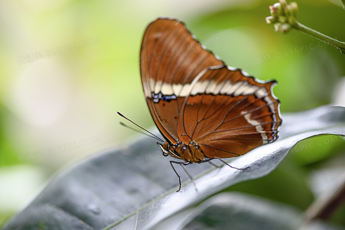 绿叶上的棕色蝴蝶特写摄影高清图片