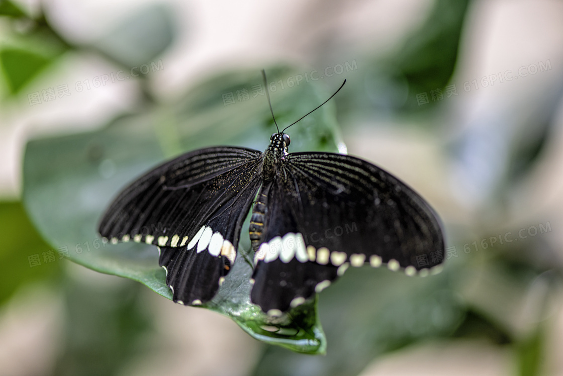 绿叶上的黑色蝴蝶特写摄影高清图片