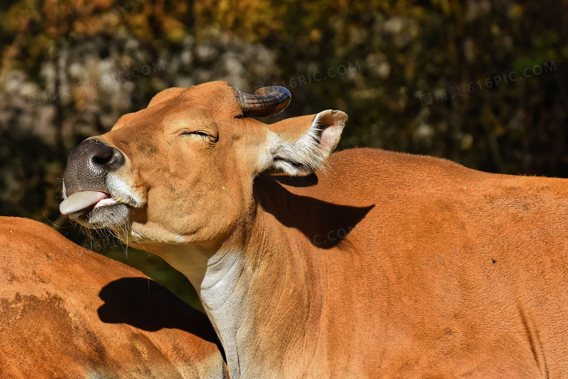 伸长舌头眯缝着眼的牛摄影高清图片