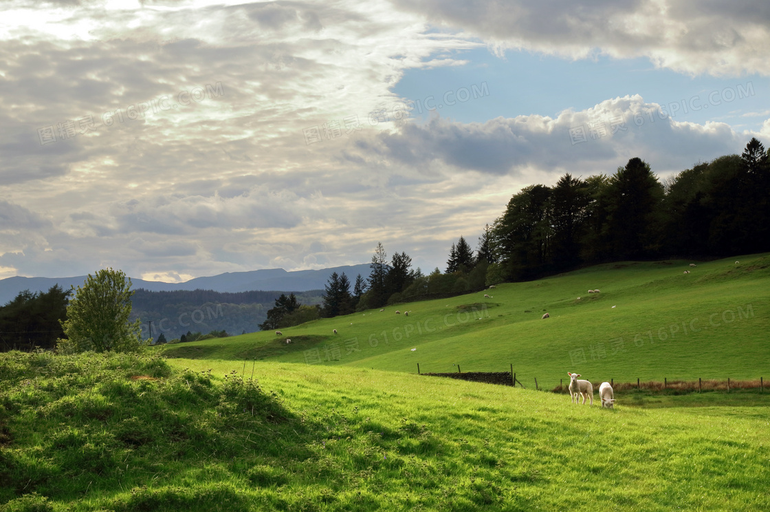 绿色山坡上的羊群摄影图片