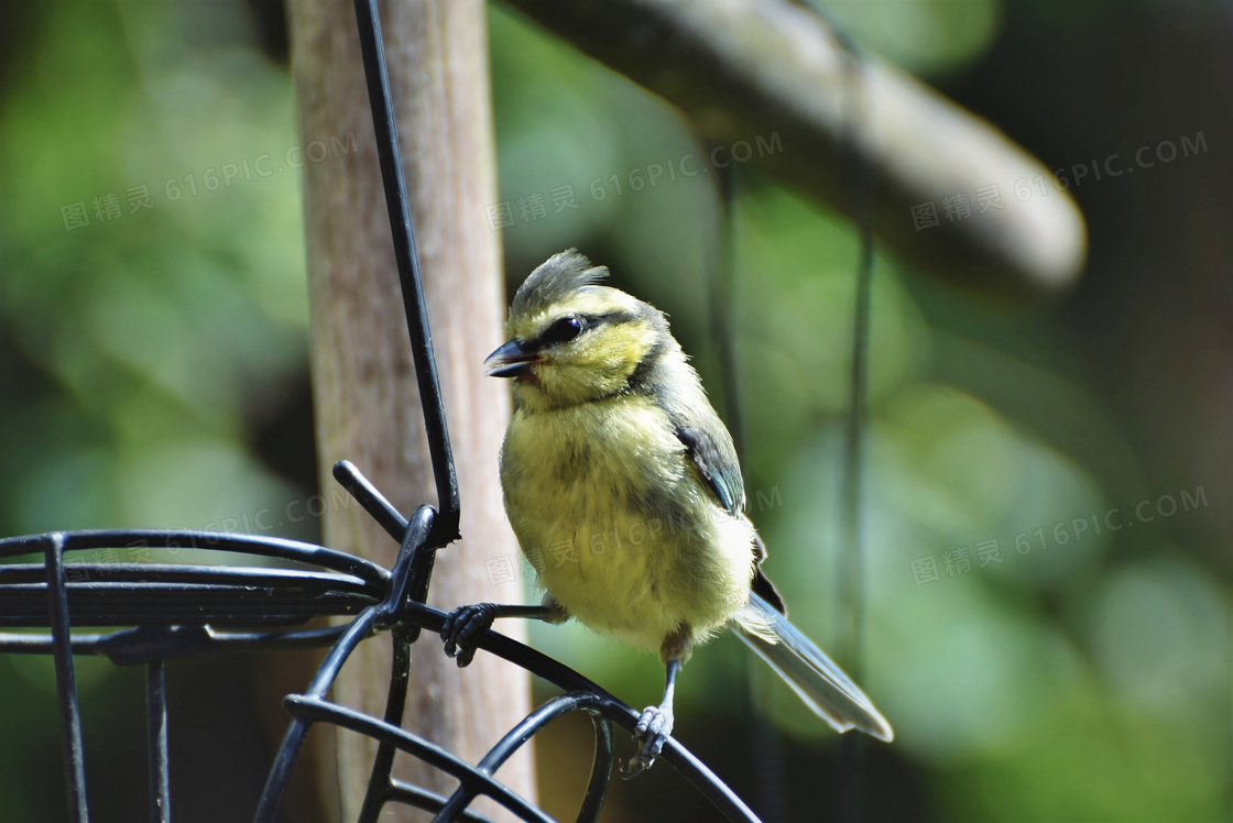 鸟笼上的一只小鸟特写摄影高清图片