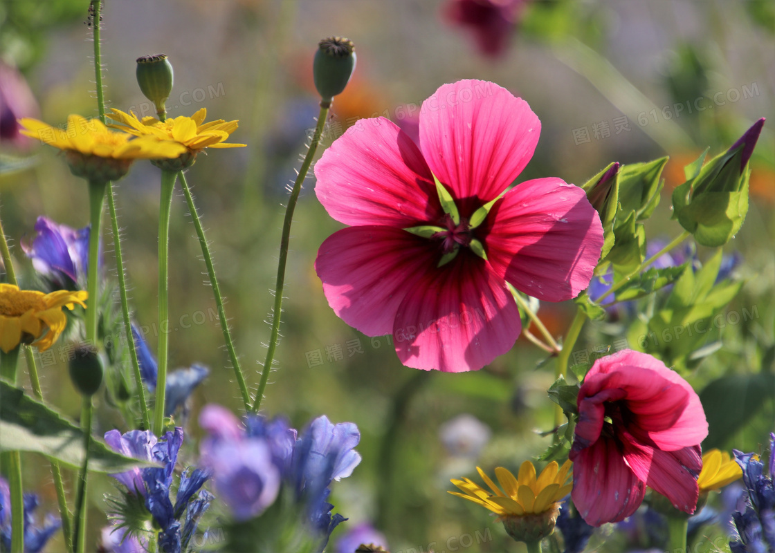 鲜花植物丛生美景特写摄影高清图片