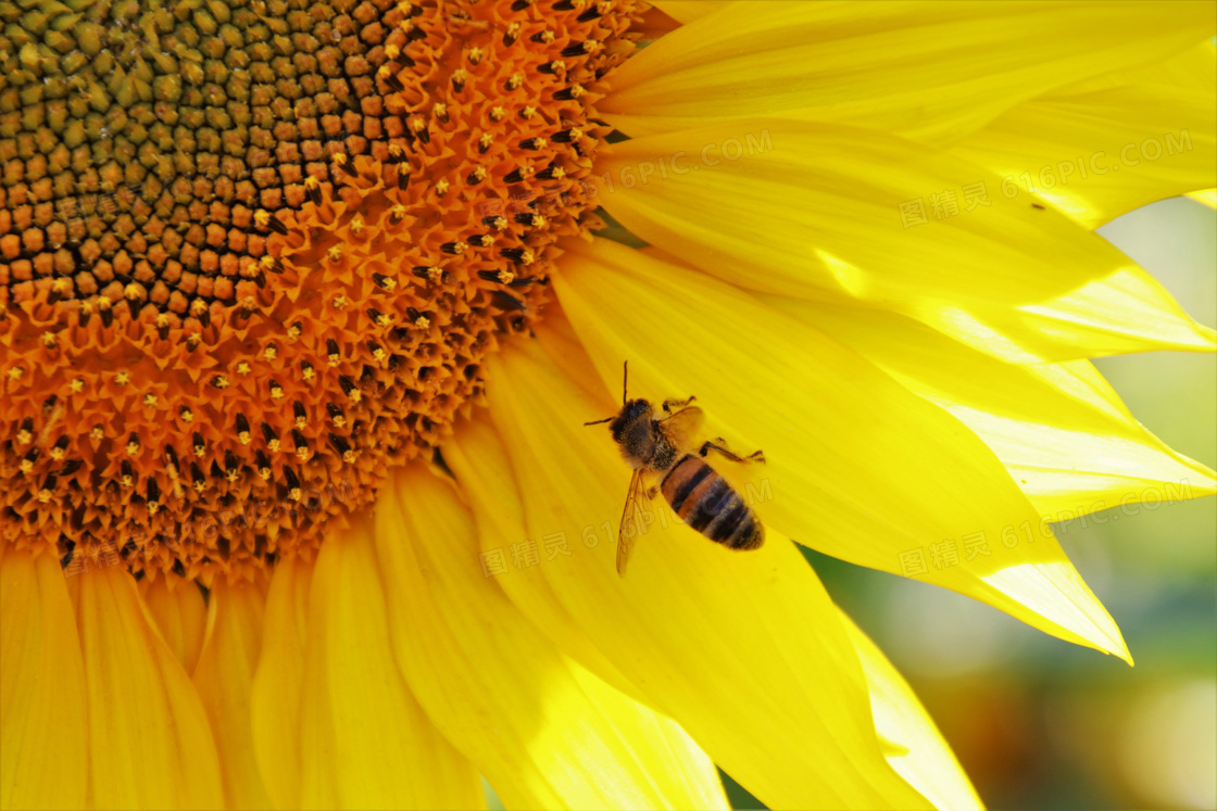 蜜蜂光顾的向日葵特写摄影高清图片