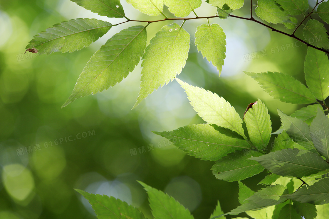 春夏时节树枝绿叶特写摄影高清图片