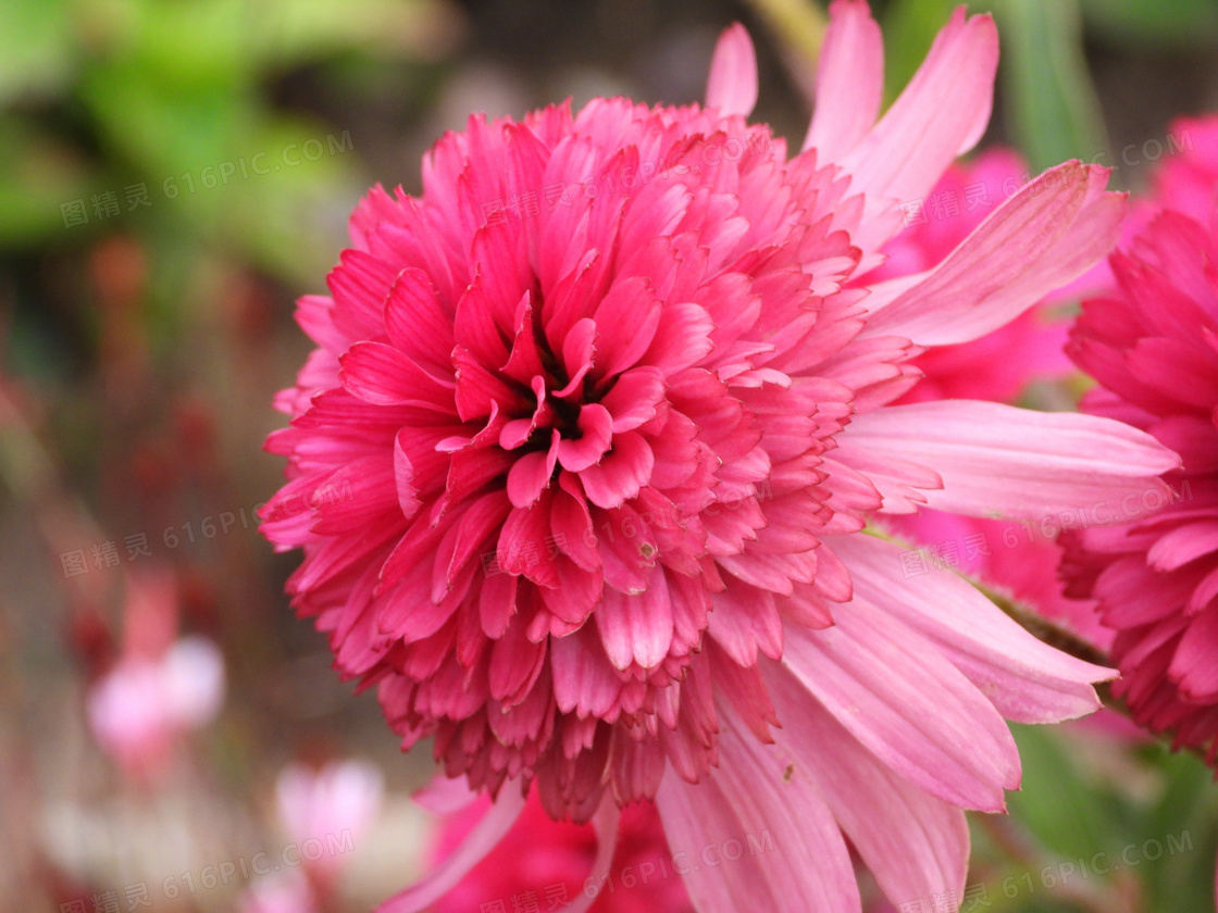层次分明的粉红色鲜花摄影高清图片