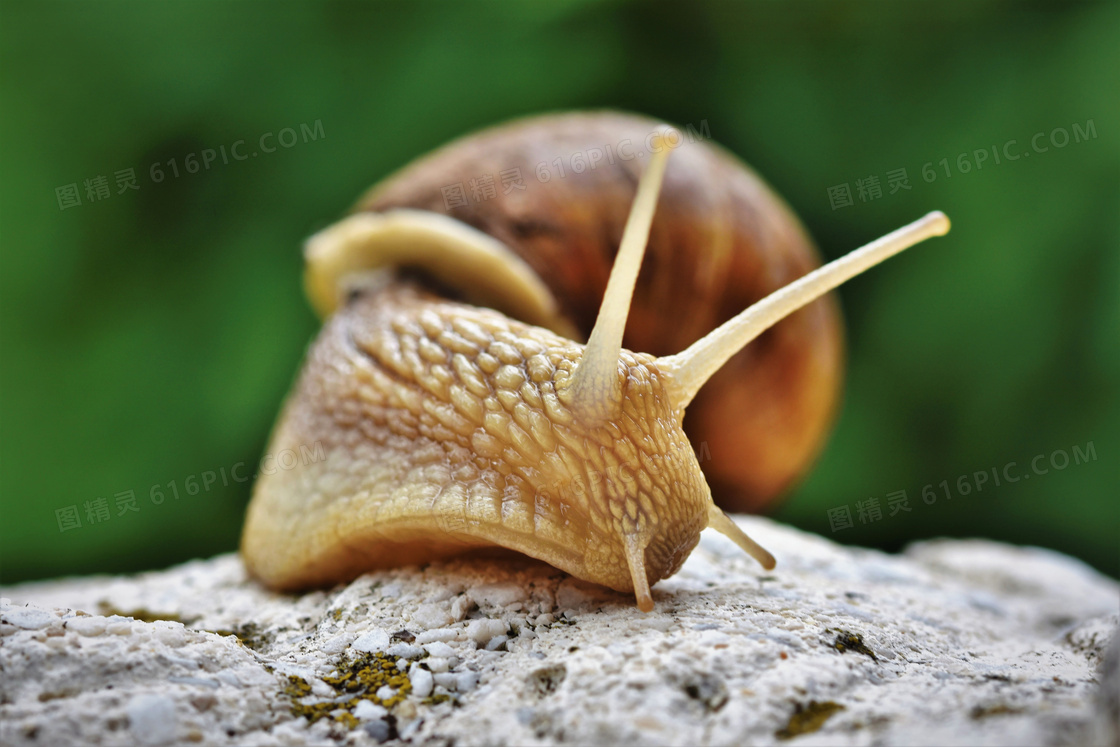 岩石上慢慢爬行的蜗牛摄影高清图片