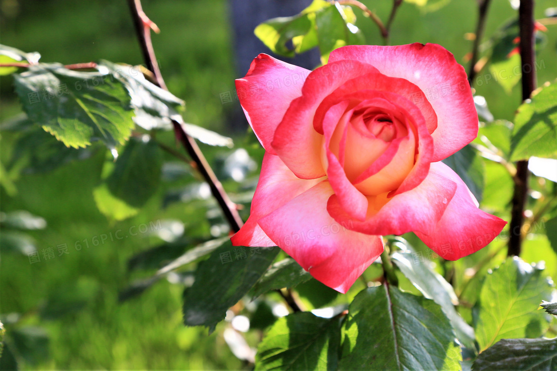 色彩鲜艳的玫瑰花特写摄影高清图片