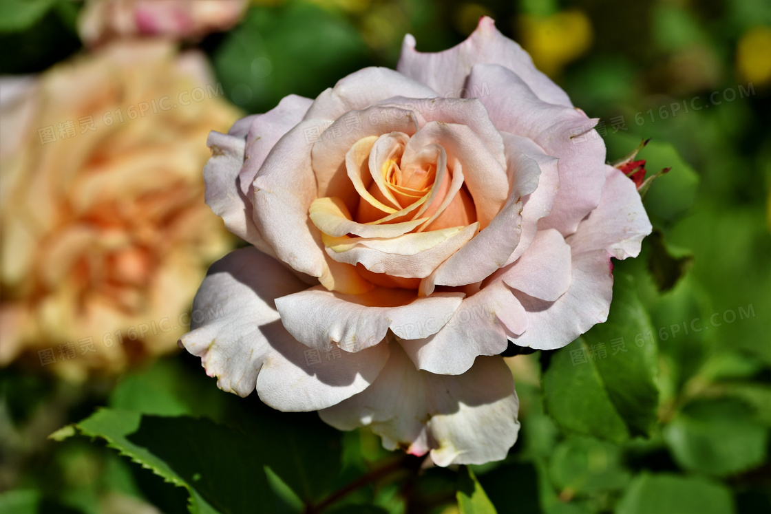绽放的美丽玫瑰花特写摄影高清图片