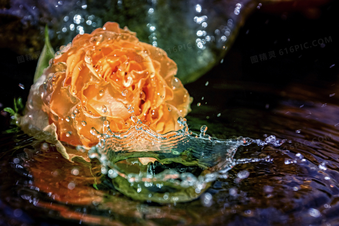 玫瑰花与飞溅起的水花摄影高清图片