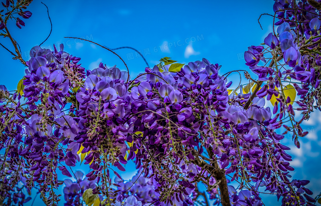 藤蔓树枝上的紫色花朵摄影高清图片