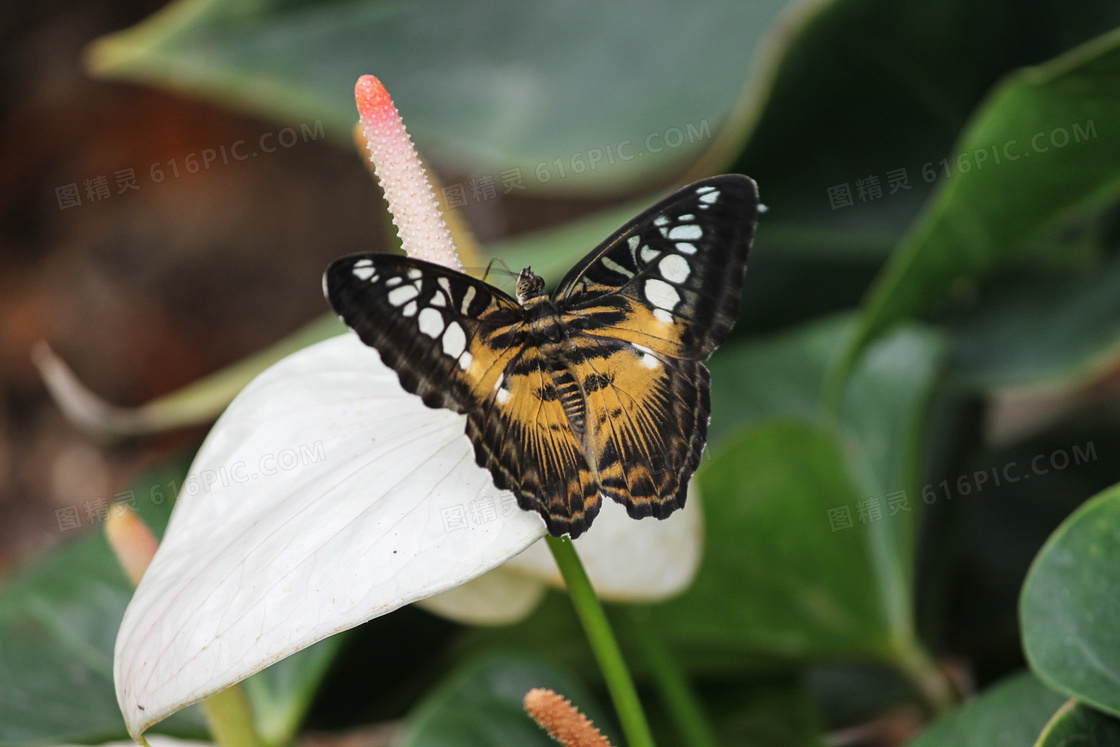 白色鲜花上的一只蝴蝶摄影高清图片