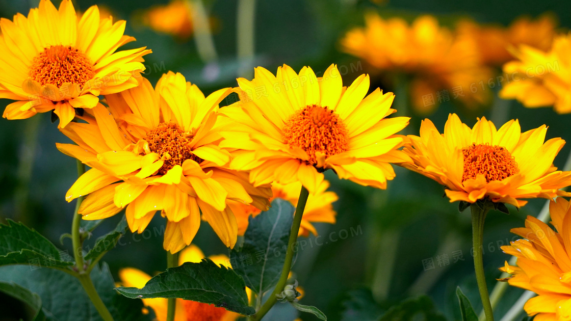 花期绽放的金黄色花朵摄影高清图片