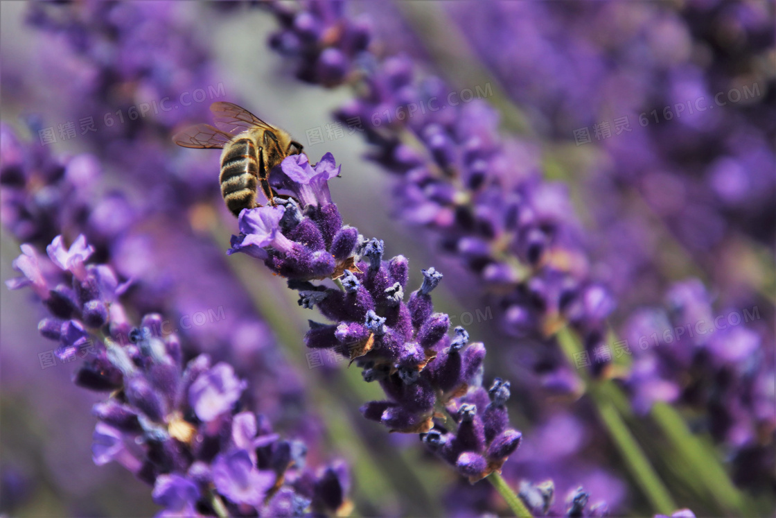 招来蜜蜂的薰衣草特写摄影高清图片