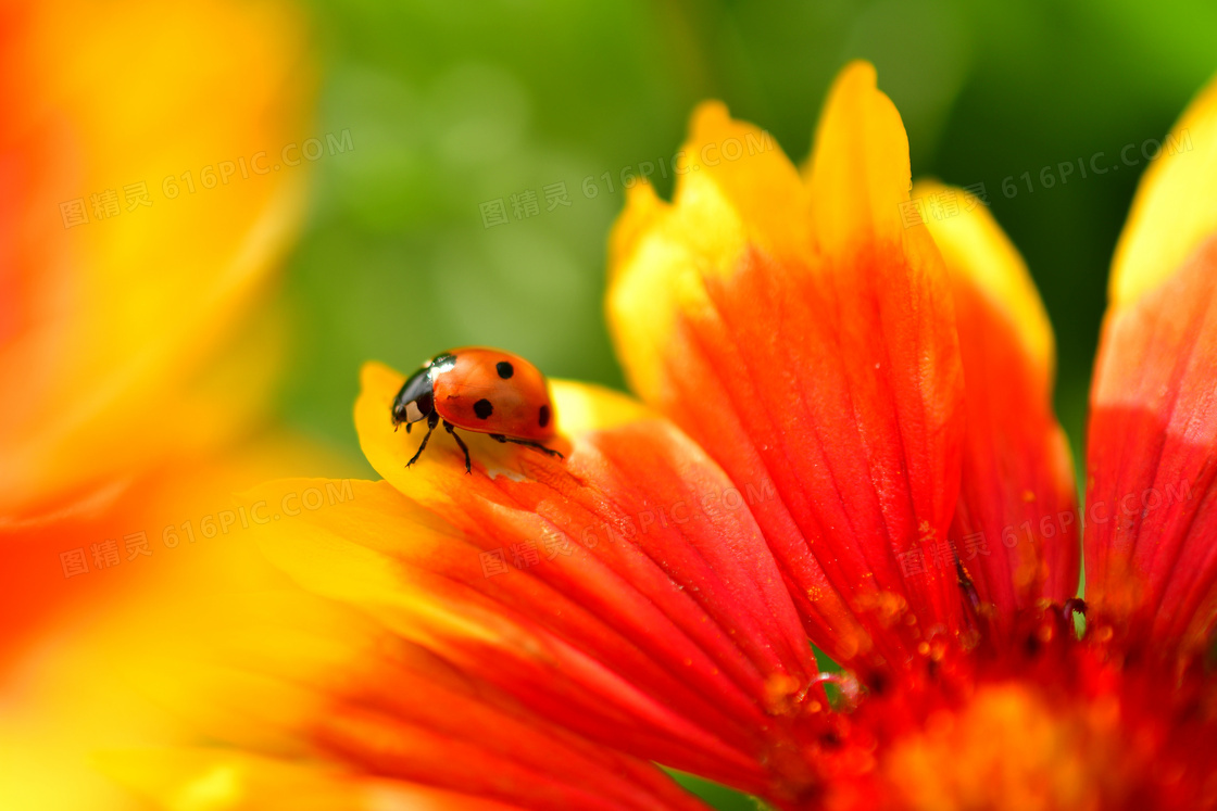 红色花朵上的一只瓢虫摄影高清图片
