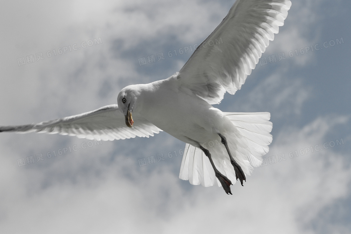 展翅翱翔于空中的海鸥摄影高清图片