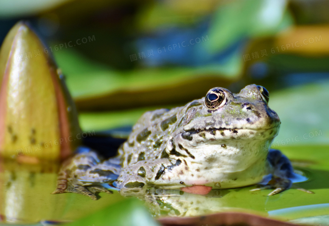 池塘荷叶上的青蛙特写摄影高清图片