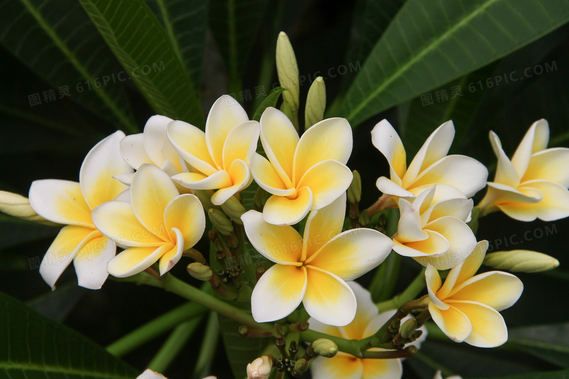绽放的素馨花植物特写摄影高清图片