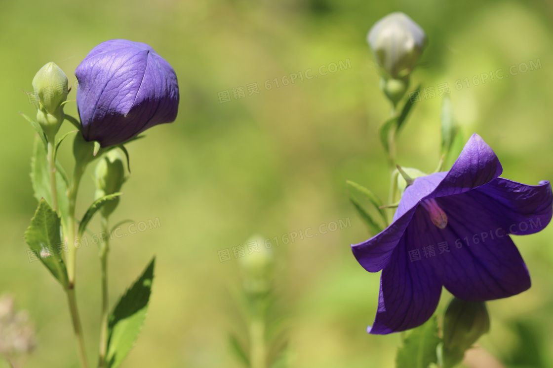 紫色花苞植物近景特写摄影高清图片