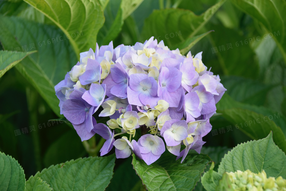 淡紫色绣球花植物特写摄影高清图片