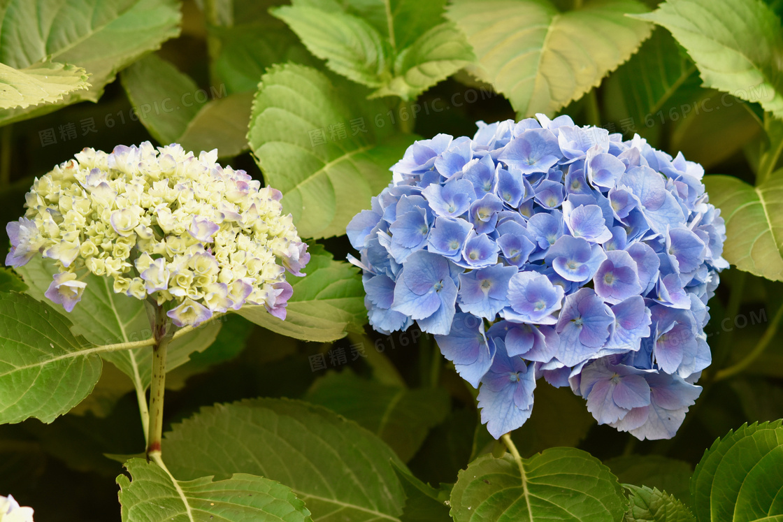 绣球花图片高清(绣球花图片高清壁纸)