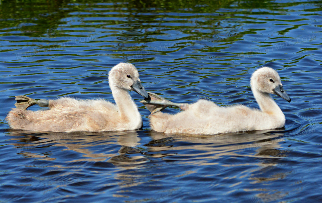 在河里游水的两只小鸭摄影高清图片