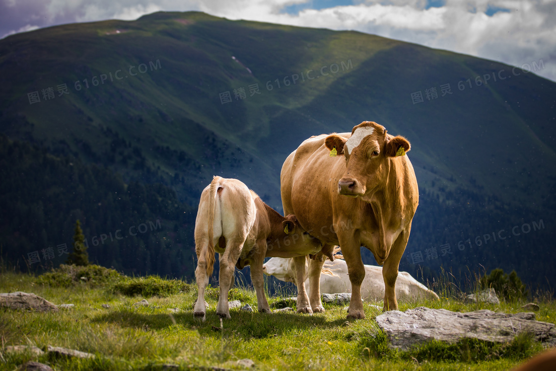 山间牧场上吃奶的牛犊摄影高清图片