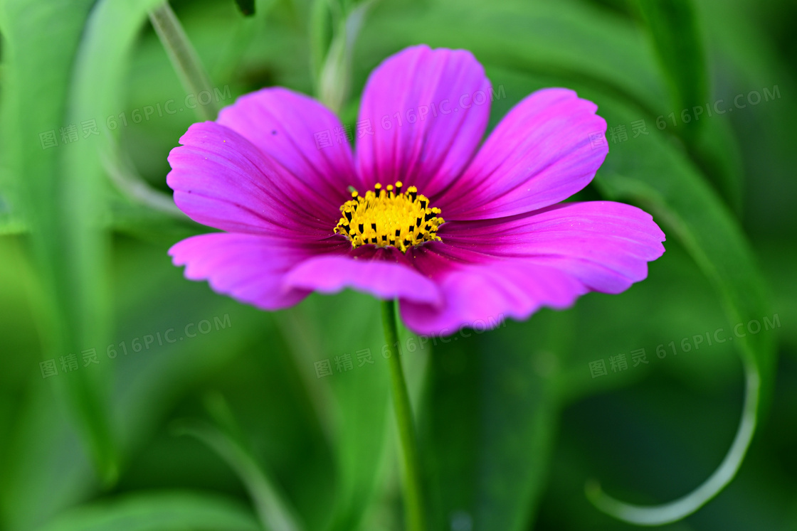 青草丛中一朵鲜花特写摄影高清图片