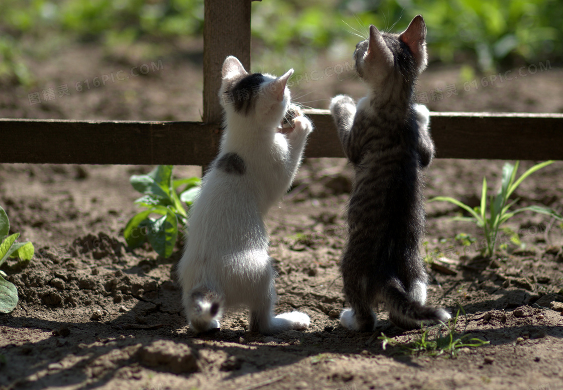 扒着栅栏在往外看的两只猫高清图片